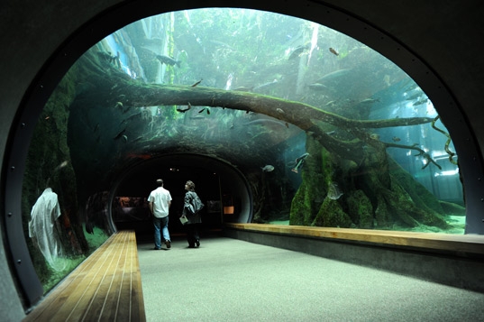 california-academy-of-sciences-tunnel