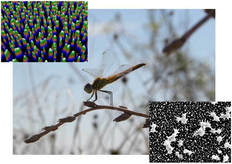 anti-bacterial-surface-dragonfly