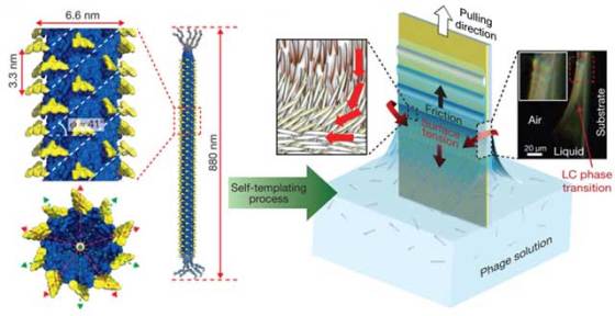 biomimetic-self-templating-supramolecular-structures-2