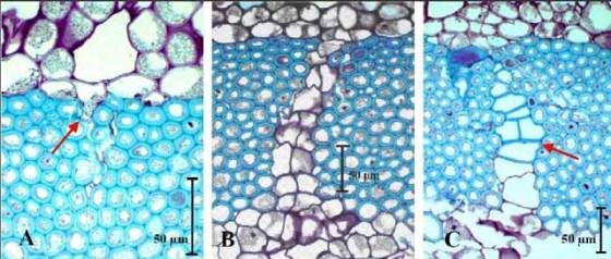 pipevine-cell-repairing-process