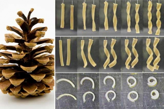 pinecone-inspired-material-1