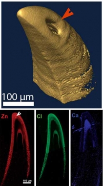 Spitfangs Spider's fang structure biomimicry could lead to new materials | RobAid