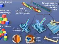 biomimetic-self-templating-supramolecular-structures-1