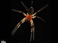 cupiennius-salei-spider