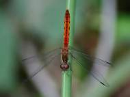 diplacodes-bipunctata-wandering-percher