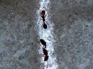 fire-ants-1