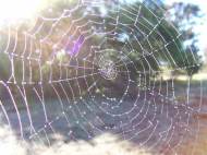 orb-spider-web