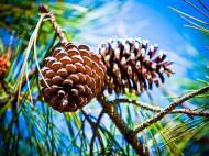 pinecones