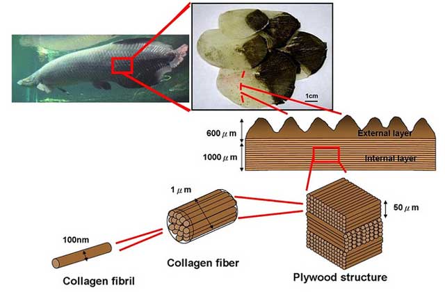 Arapaima fish scales inspire new materials - RobAid