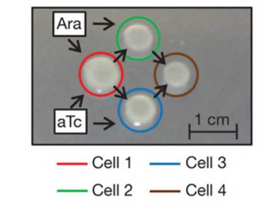 bacteria-logic-gates