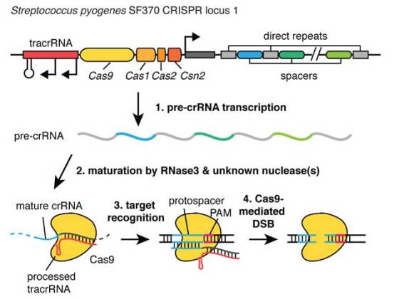 crispr-processing-1