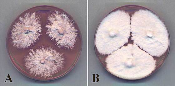 mycelium-1