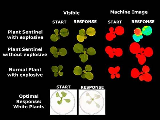 plant-sentinels-2