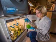 anne-ruffing-algae-biofuel