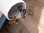 bees-tubes-1
