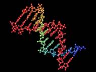 crispr-dna