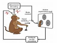 monkey-uses-bmbi