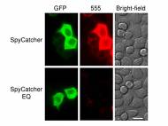 pnas-oxford-university-spytag-spycatcher-1