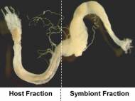 scharf-termites-1