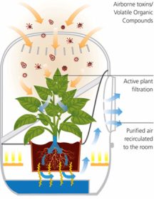 andrea-plant-air-purifier3