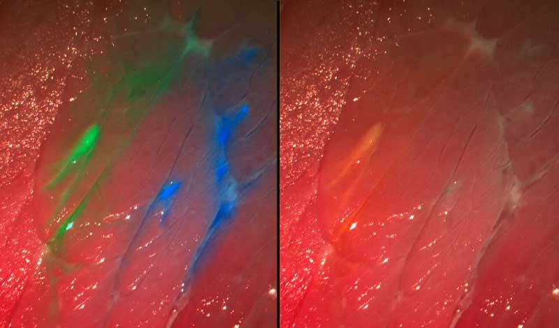 fraunhofer-multispectral-fluorescence-imaging-system