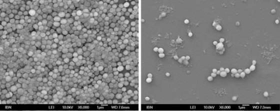 mrsa-biofilm-disrupted-by-hydrogel