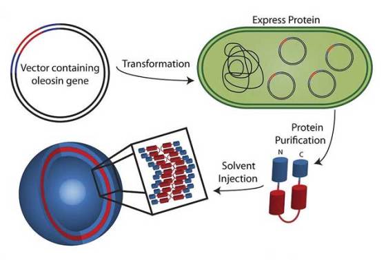 recombinant-process-hr