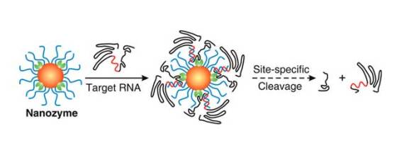 uf-nanozyme