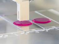 fraunhofer-gellatine-tissue-printing