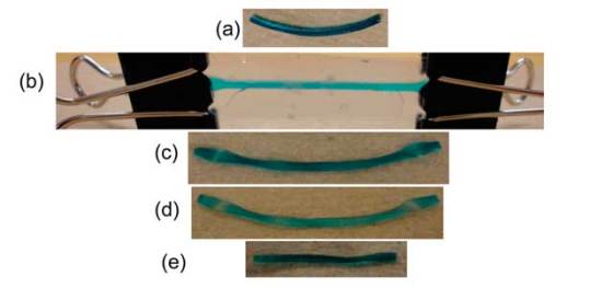 shape-memory-hydrogel