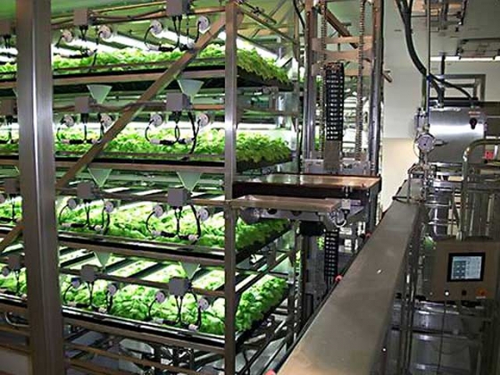 tobacco-plant-harvesting-production