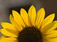 sunflowerslg005.jpg