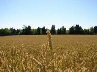 wheat-field