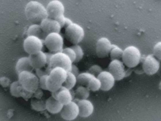 mycoplasma-mycoides-jcvi-syn-1-0