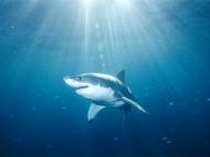 great-white-shark