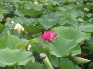 lotus-plant