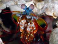 mantis-shrimp