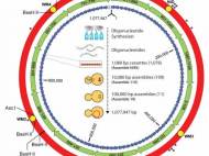 mycoplasma-mycoides-jcvi-syn-1-0-2