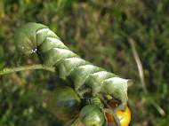 manduca-sexta-caterpillar