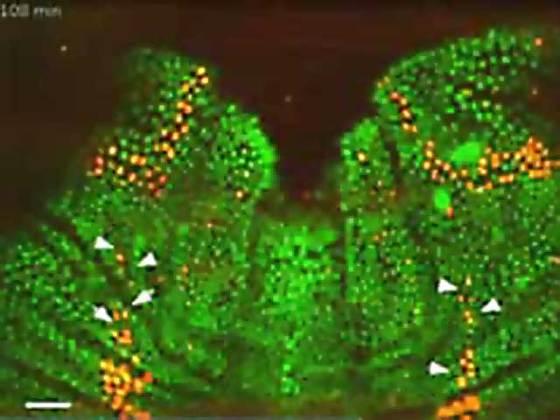 fruit-fly-nervous-system