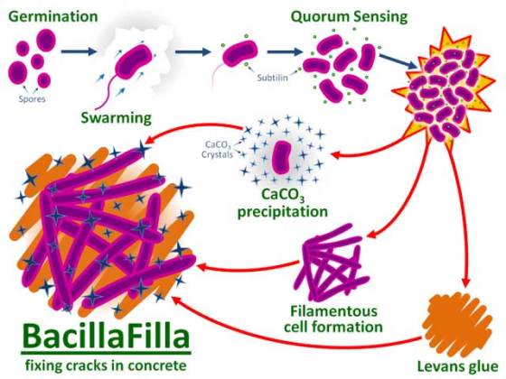 bacillafilla-fixing-cracks-in-concrete