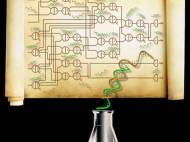 caltech-dna-biochemical-circuits