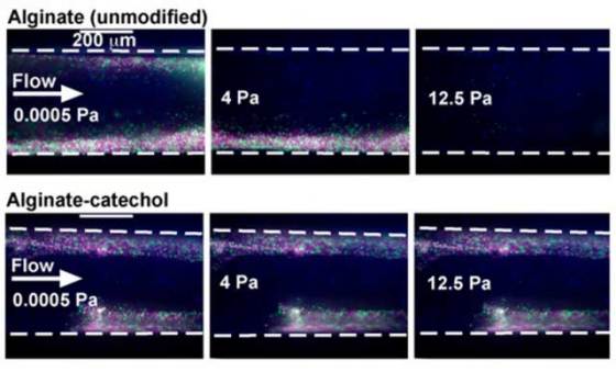 mussel-inspired-vascular-bioadhesive