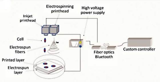 cartilage-printer-2