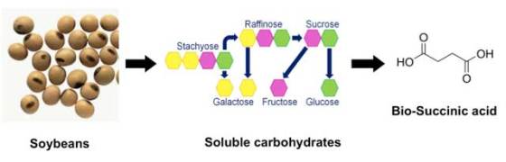 soy-to-succinate