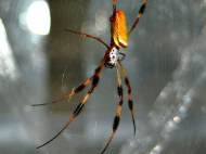 nephila-clavipes-spider