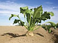 sugarbeet-credit-istockphoto-com-jason-lugo