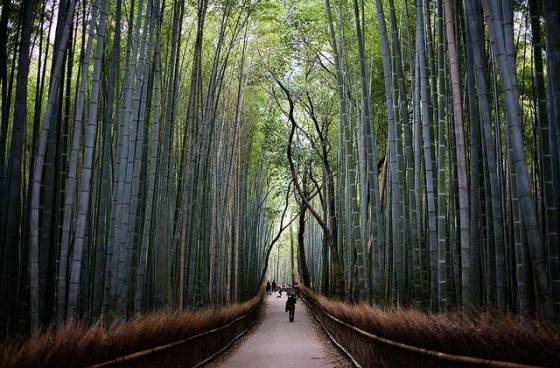 arashiyama-bamboo-forest