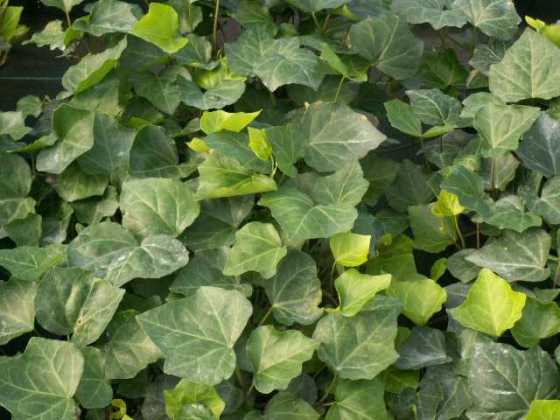 Hedera helix (English ivy)