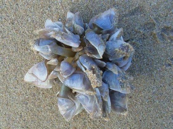 dosima-fascicularis-buoy-barnacle
